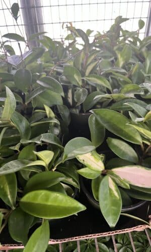 4" Hoya Exotica