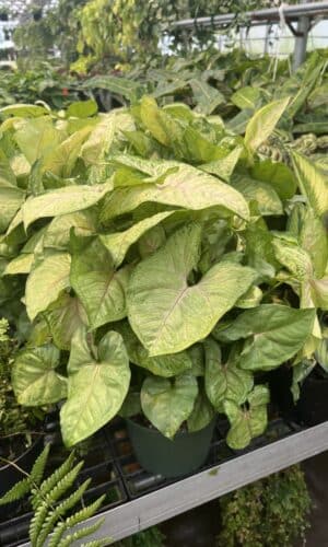 6" Syngonium Pink Allusion