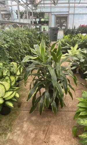 8" Dracaena Art