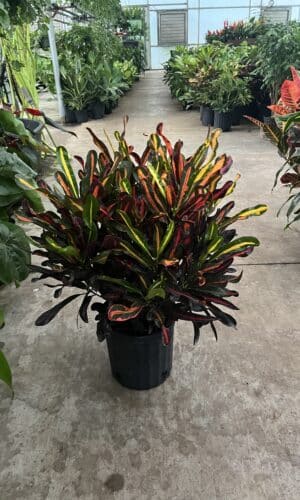 8" Croton Mammy