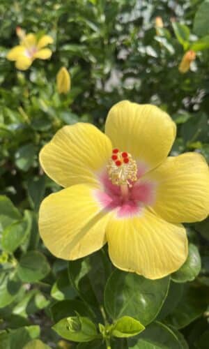 10" Hibiscus Tree Yellow