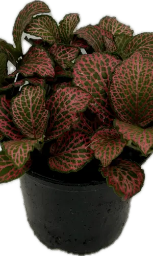 4" Fittonia TC Red