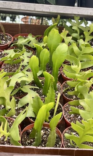 4" Cactus Epiphyllum Assorted