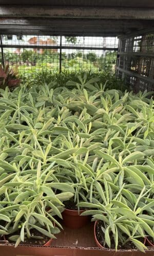 4" Succulent Senecio Crassissimus