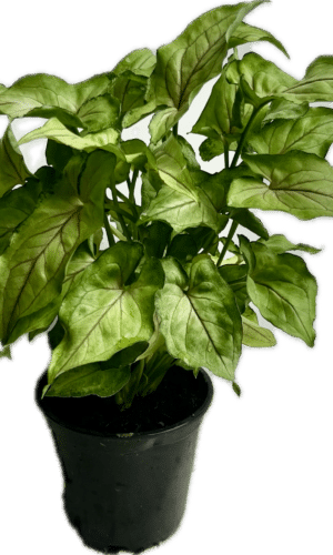 4" Syngonium Yami