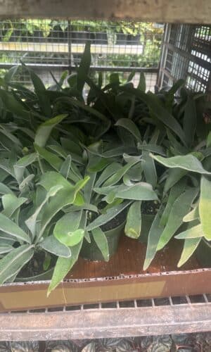 4" Fern Staghorn Silver