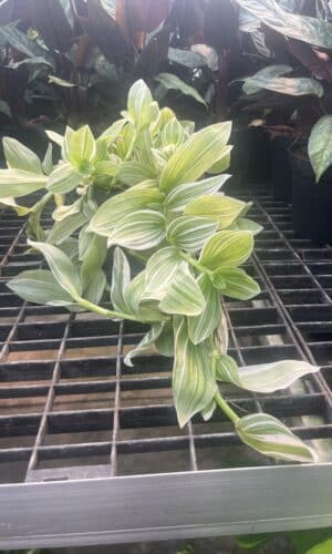 6" Tradescantia Pistachio