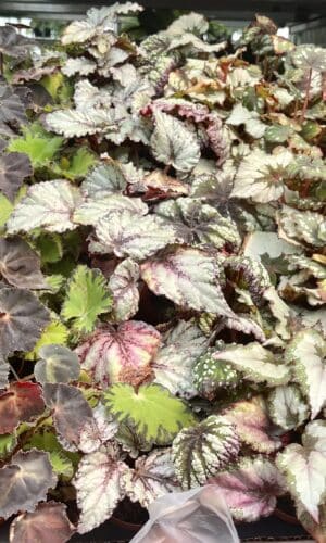 2" Begonia Asst