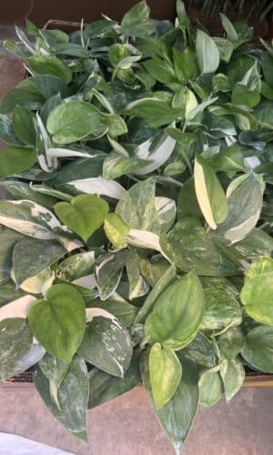 4" Scindapsus Jade Satin Variegated