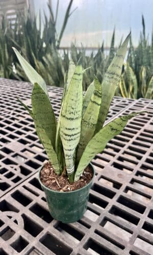 4" Sansevieria Spearmint