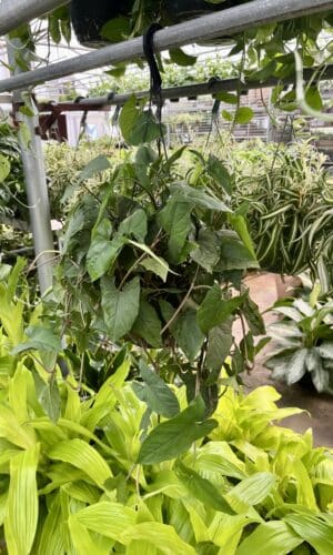 HB 8" Syngonium Emerald Gem