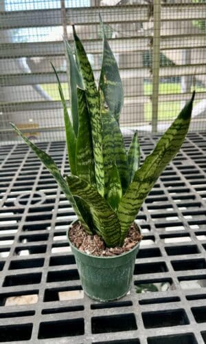 4" Sansevieria Black Coral