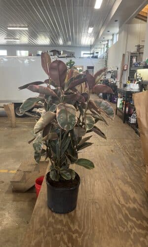 Rubber 14-In Ruby Bush