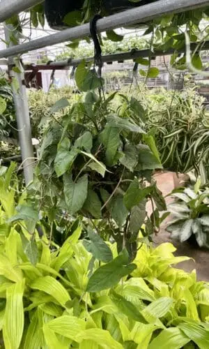 8" HB Syngonium Emerald Gem