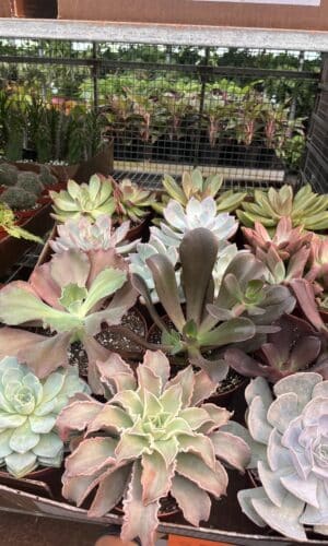 6" Succulent Echeveria