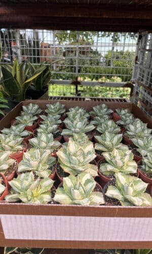 4" Agave Butterfly