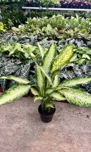 8" Dieffenbachia Carina