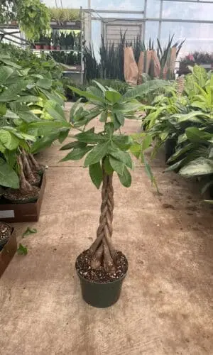 8" Money Tree (Braid)