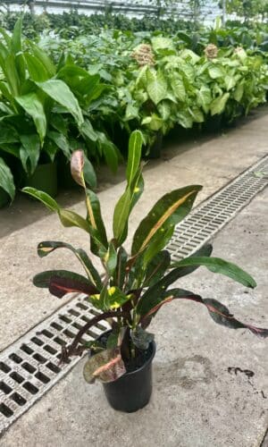 4" Croton Mammy Neon