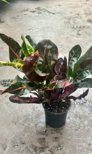 4" Croton Mammy